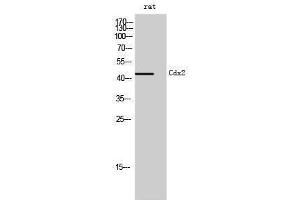 Western Blotting (WB) image for anti-Caudal Type Homeobox 2 (CDX2) (Ser240) antibody (ABIN3183850)