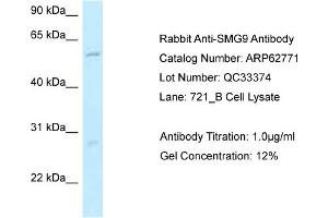 Western Blotting (WB) image for anti-Smg-9 Homolog, Nonsense Mediated mRNA Decay Factor (SMG9) (N-Term) antibody (ABIN971735) (SMG9 抗体  (N-Term))