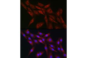 anti-Cell Division Cycle 42 (GTP Binding Protein, 25kDa) (CDC42) (AA 25-191) antibody