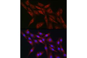 Immunofluorescence analysis of NIH-3T3 cells using CDC42 Rabbit pAb (ABIN3021670, ABIN3021671, ABIN3021672 and ABIN6215499) at dilution of 1:50 (40x lens). (CDC42 抗体  (AA 25-191))