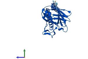 Protein Structure (PS) image for Cytochrome C Oxidase Subunit II (COX2) (AA 1-227) protein (His tag) (ABIN7562720)