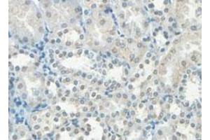 Immunohistochemical analysis of paraffin-embedded human fetal kidney showing cytoplasmic staining with HHLA3 polyclonal antibody  at a 1 : 100 dilution. (HHLA3 抗体  (AA 1-122))