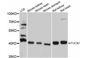 Western blot analysis of extracts of various cell lines, using FUCA2 antibody. (FUCA2 抗体  (AA 118-467))