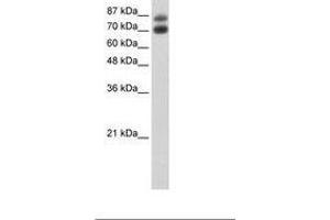 Image no. 3 for anti-Heterogeneous Nuclear Ribonucleoprotein U-Like 1 (HNRNPUL1) (C-Term) antibody (ABIN203251) (HNRNPUL1 抗体  (C-Term))