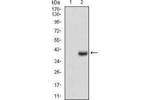 Western blot analysis using CD7 mAb against HEK293 (1) and CD7 (AA: 72-175)-hIgGFc transfected HEK293 (2) cell lysate. (CD7 抗体  (AA 72-175))