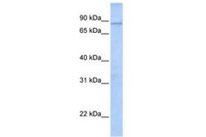 Image no. 1 for anti-WD and Tetratricopeptide Repeats 1 (Wdtc1) (AA 144-193) antibody (ABIN6741285) (WDTC1 抗体  (AA 144-193))