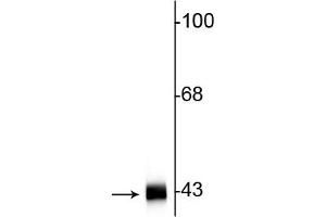 Western blot of rat hippocampal lysate showing specific immunolabeling of the ~42 kDa actin protein. (Actin 抗体)