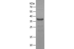 Western Blotting (WB) image for Polymerase (DNA Directed) iota (POLI) (AA 444-740) protein (His tag) (ABIN7124512)