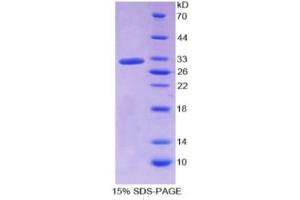 SDS-PAGE of Protein Standard from the Kit  (Highly purified E. (HPR ELISA 试剂盒)