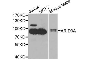 Western blot analysis of extracts of various cell lines, using ARID3A antibody (ABIN5975618) at 1/1000 dilution. (ARID3A 抗体)