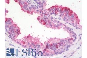 ABIN5539919 (5µg/ml) staining of paraffin embedded Human Prostate. (ZBTB24 抗体  (AA 232-245))