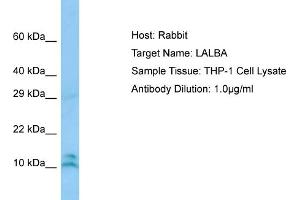 Host: RabbitTarget Name: LALBAAntibody Dilution: 1. (LALBA 抗体  (N-Term))