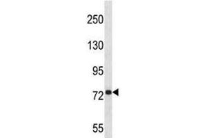 Anti-APP antibody western blot analysis in 293 lysate (APP 抗体  (AA 333-362))