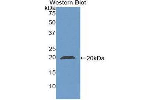 Western Blotting (WB) image for anti-Peptidylprolyl Isomerase F (PPIF) (AA 45-196) antibody (ABIN1860292) (PPIF 抗体  (AA 45-196))