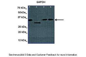 Western Blotting (WB) image for anti-Glyceraldehyde-3-Phosphate Dehydrogenase (GAPDH) (N-Term) antibody (ABIN2778645)