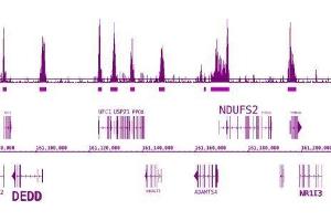 BRD3 antibody (pAb) tested by ChIP-Seq. (BRD3 抗体  (C-Term))