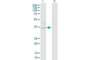 Western Blot analysis of EHF expression in transfected 293T cell line by EHF MaxPab polyclonal antibody. (EHF 抗体  (AA 1-300))