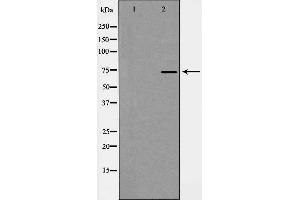 Western blot analysis of GRP75 expression in Cos7 cell extract. (HSPA9 抗体  (C-Term))