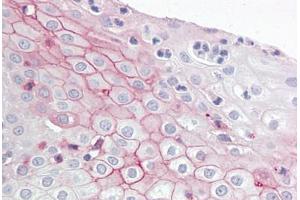Anti-ZBTB2 antibody IHC staining of human tonsil. (ZBTB2 抗体  (AA 450-500))
