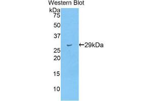 Western Blotting (WB) image for anti-Titin (TTN) (AA 33779-34025) antibody (ABIN1860878) (Titin 抗体  (AA 33779-34025))