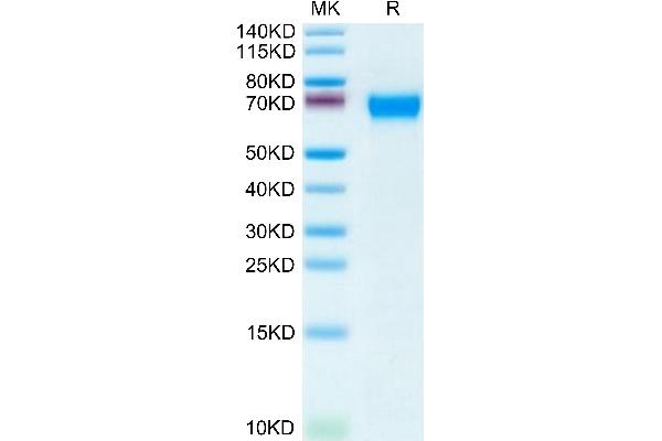 CD46 Protein (CD46) (AA 35-343) (His tag)