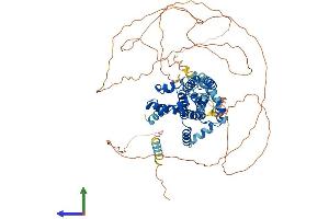 Protein Structure (PS) image for Sterile alpha Motif Domain Containing 4A (SAMD4A) (AA 1-711) protein (His tag) (ABIN7559240)