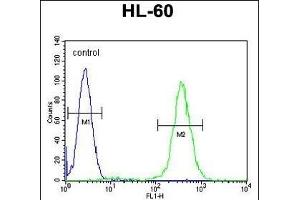RINL Antibody (N-term) (ABIN656038 and ABIN2845410) flow cytometric analysis of HL-60 cells (right histogram) compared to a negative control cell (left histogram). (RINL 抗体  (N-Term))