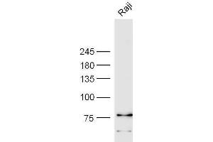 Raji cell lysates probed with Anti-CD85c Polyclonal Antibody, Unconjugated  at 1:3000 90min in 37˚C. (LILRB5 抗体  (AA 151-250))