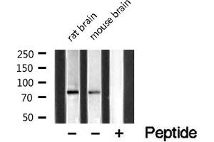 Western blot analysis of extracts of various samples,using MAN1B1 Antibody . (MAN1B1 抗体  (Internal Region))