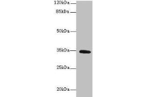 Western blot All lanes: SETD9 antibody at 6 μg/mL + K562 whole cell lysate Secondary Goat polyclonal to rabbit IgG at 1/10000 dilution Predicted band size: 35, 31 kDa Observed band size: 35 kDa (C5orf35 抗体  (AA 1-299))