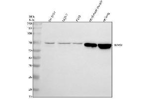 Western blot analysis of FBXW8 using anti-FBXW8 antibody (ABIN7599492).