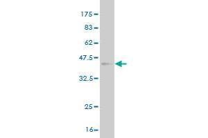 Western Blot detection against Immunogen (36. (Tspan-8 抗体  (AA 110-205))