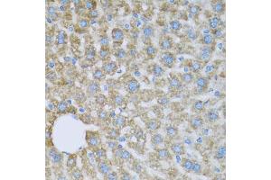 Immunohistochemistry of paraffin-embedded mouse liver using COX6A1 antibody (ABIN5971990) at dilution of 1/100 (40x lens). (COX6A1 抗体)