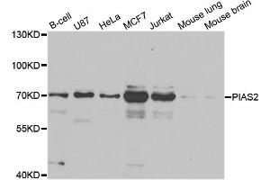 Western blot analysis of extracts of various cell lines, using PIAS2 antibody (ABIN5973299) at 1/1000 dilution. (PIAS2 抗体)