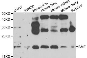 Western blot analysis of extracts of various cell lines, using BMF antibody (ABIN5975393) at 1/1000 dilution. (BMF 抗体)