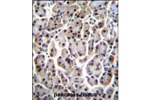 MESP1 Antibody immunohistochemistry analysis in formalin fixed and paraffin embedded human pancreas tissue followed by peroxidase conjugation of the secondary antibody and DAB staining. (MESP1 抗体  (N-Term))