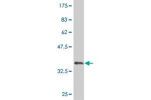 Western Blot detection against Immunogen (35. (MEOX1 抗体  (AA 82-170))