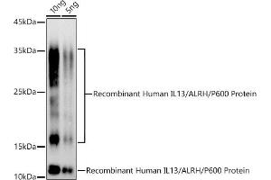 Western blot analysis of extracts of Recombinant Human IL13/ALRH/P600 Protein, using IL13 antibody (ABIN3022881, ABIN3022882, ABIN3022883 and ABIN6219278) at 1:500 dilution. (IL-13 抗体  (AA 25-146))