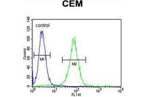 Flow cytometric analysis of CEM cells using PSMAL Antibody (C-term) Cat. (FOLH1B 抗体  (C-Term))