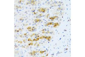 Immunohistochemistry of paraffin-embedded rat stomach using CHIA Antibody (ABIN5973937) at dilution of 1/100 (40x lens). (CHIA 抗体)
