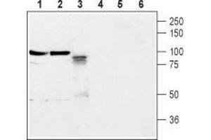 Western blot analysis of rat brain membrane (lanes 1 and 4), mouse brain membrane (lanes 2 and 5) and rat PC12 pheochromocytoma cells (lanes 3 and 6): - 1-3. (Neuroligin 2 抗体  (Extracellular, N-Term))