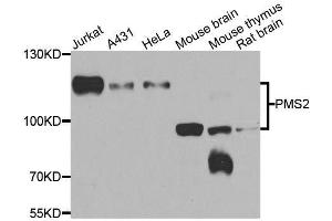 Western blot analysis of extracts of various cell lines, using PMS2 antibody. (PMS2 抗体  (AA 390-670))