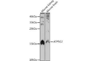 Western blot analysis of extracts of various cell lines, using G2 antibody (ABIN7265724) at 1:1000 dilution. (ATP5G2 抗体)