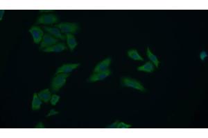 Immunofluorescence (IF) image for anti-Pyruvate Kinase M2 (PKM2) (AA 294-470) antibody (ABIN7438913)