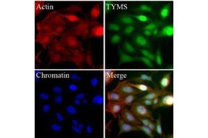 Immunofluorescence (IF) image for anti-Thymidylate Synthetase (TYMS) (AA 1-313), (N-Term) antibody (ABIN452662) (TYMS 抗体  (N-Term))