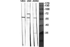 Western Blot (WB) analysis of specific cells using BMP-5 Polyclonal Antibody. (BMP5 抗体  (Internal Region))