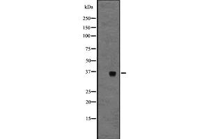 Western blot analysis of GPR3 expression in A431 whole cell lysate ,The lane on the left is treated with the antigen-specific peptide. (GPR3 抗体  (C-Term))