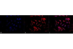 Immunocytochemistry/Immunofluorescence analysis using Rabbit Anti-Hsp90 Polyclonal Antibody (ABIN361822 and ABIN361823). (HSP90 抗体)