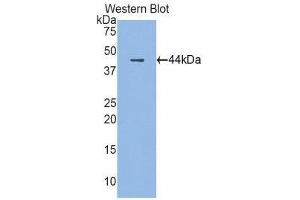 Western Blotting (WB) image for anti-Cathelicidin Antimicrobial Peptide (CAMP) (AA 30-175) antibody (ABIN1858226) (Cathelicidin 抗体  (AA 30-175))