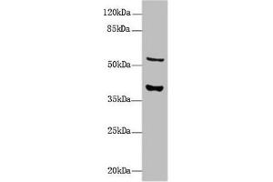 Western Blot All lanes: CALHM3 antibody at 8 μg/mL + Mouse kidney tissue Secondary Goat polyclonal to rabbit IgG at 1/10000 dilution Predicted band size: 40, 39 kDa Observed band size: 40, 55 kDa (CALHM3 抗体  (AA 201-350))